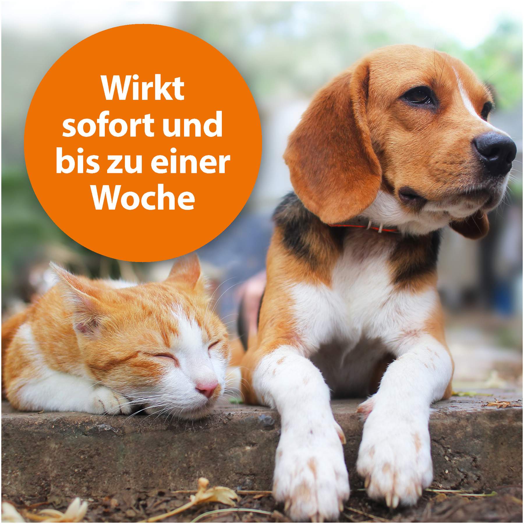 Ardap Zecken-Und Floh-Puder Für Hunde und Katzen 150 G
