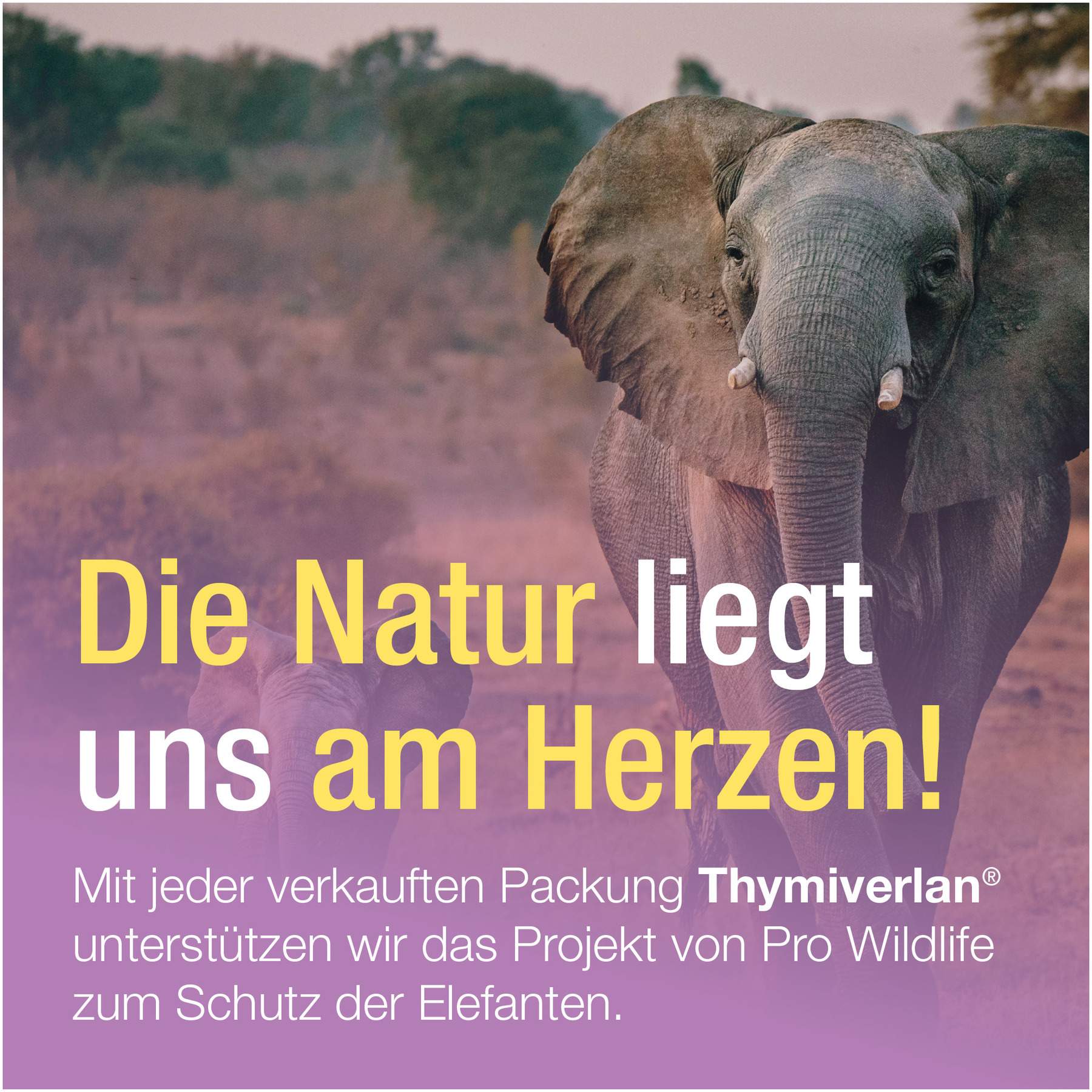 Thymiverlan Flüssigkeit zum Einnehmen 100 ml