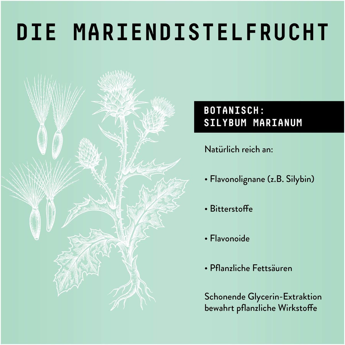 Mariendistel Früchte Extrakt Tropfen alkoholfrei 100 ml