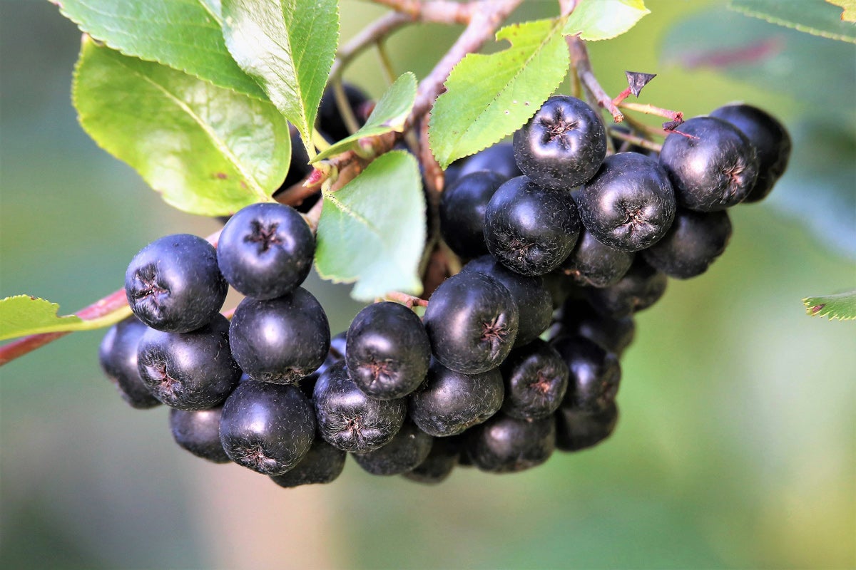 Aronia: Diese Wirkung hat die Apfelbeere