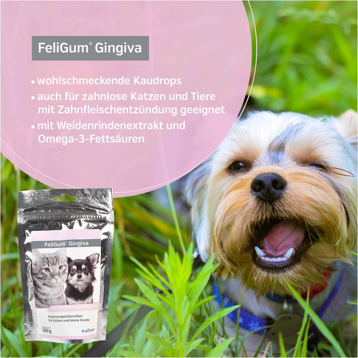 FeliGum Gingiva 60 Kaudrops für Katzen und kleine Hunde