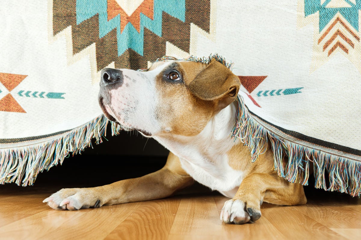 Hunde an Silvester: Was hilft gegen die Angst?