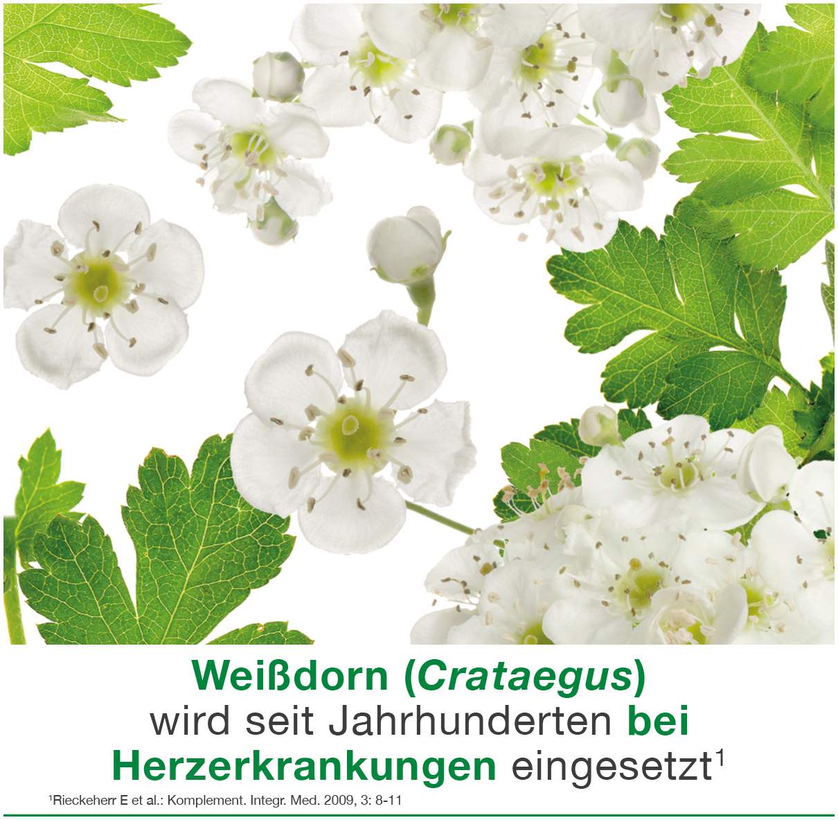 Cratae-Loges 450 mg Weißdorn 50 Filmtabletten