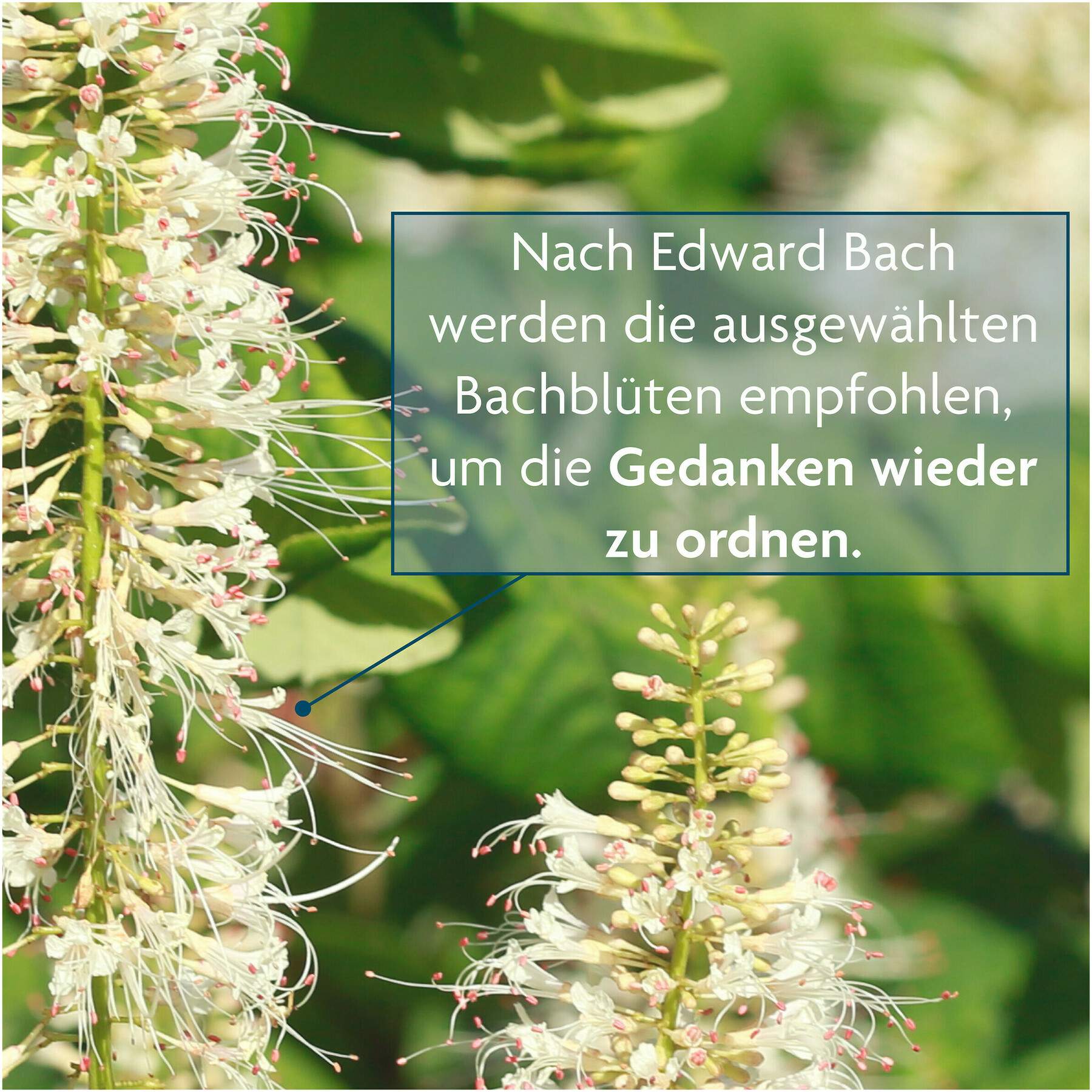 Bachblüten Tee Ruhe und Gelassenheit