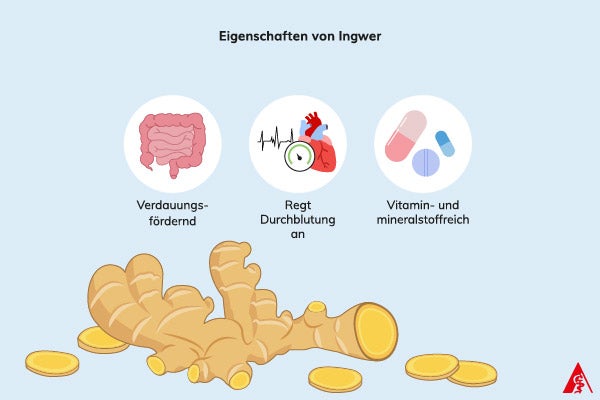 Eigenschaften von Ingwer Eine Illustration über die gesundheitlichen Vorteile von Ingwer. Dazu gehört, dass Ingwer die Verdauung anregt und die Durchblutung im Körper anregt. Außerdem enthält Ingwer Vitamin C, Calcium, Eisen, Magnesium, Phosphor und Kalium.