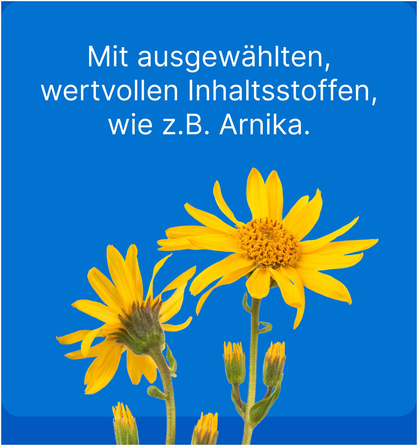 Traumeel Lt vet. 50 X 5 ml Ampullen