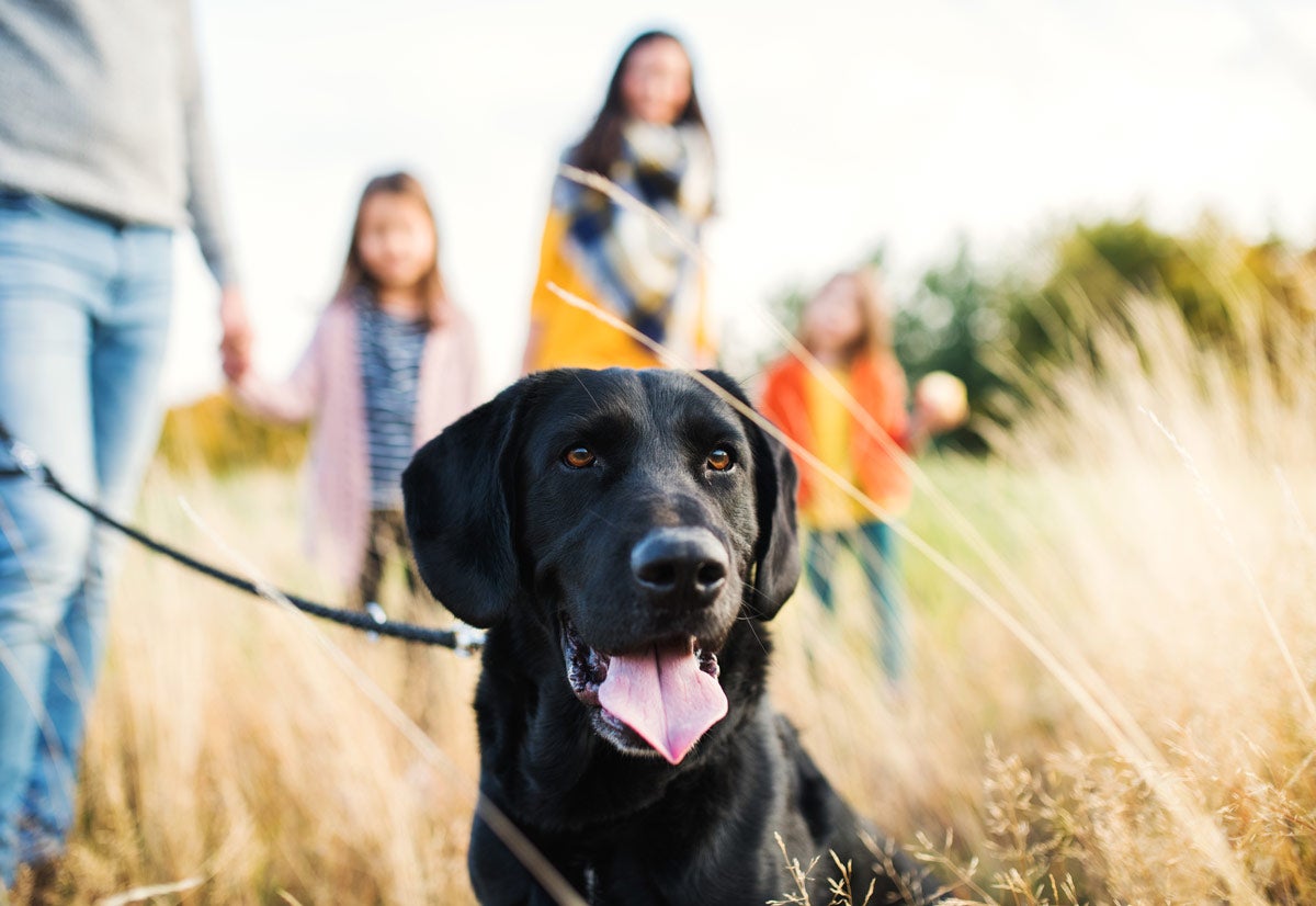 Zeckenmittel für Hunde: Praktische Tipps und Informationen