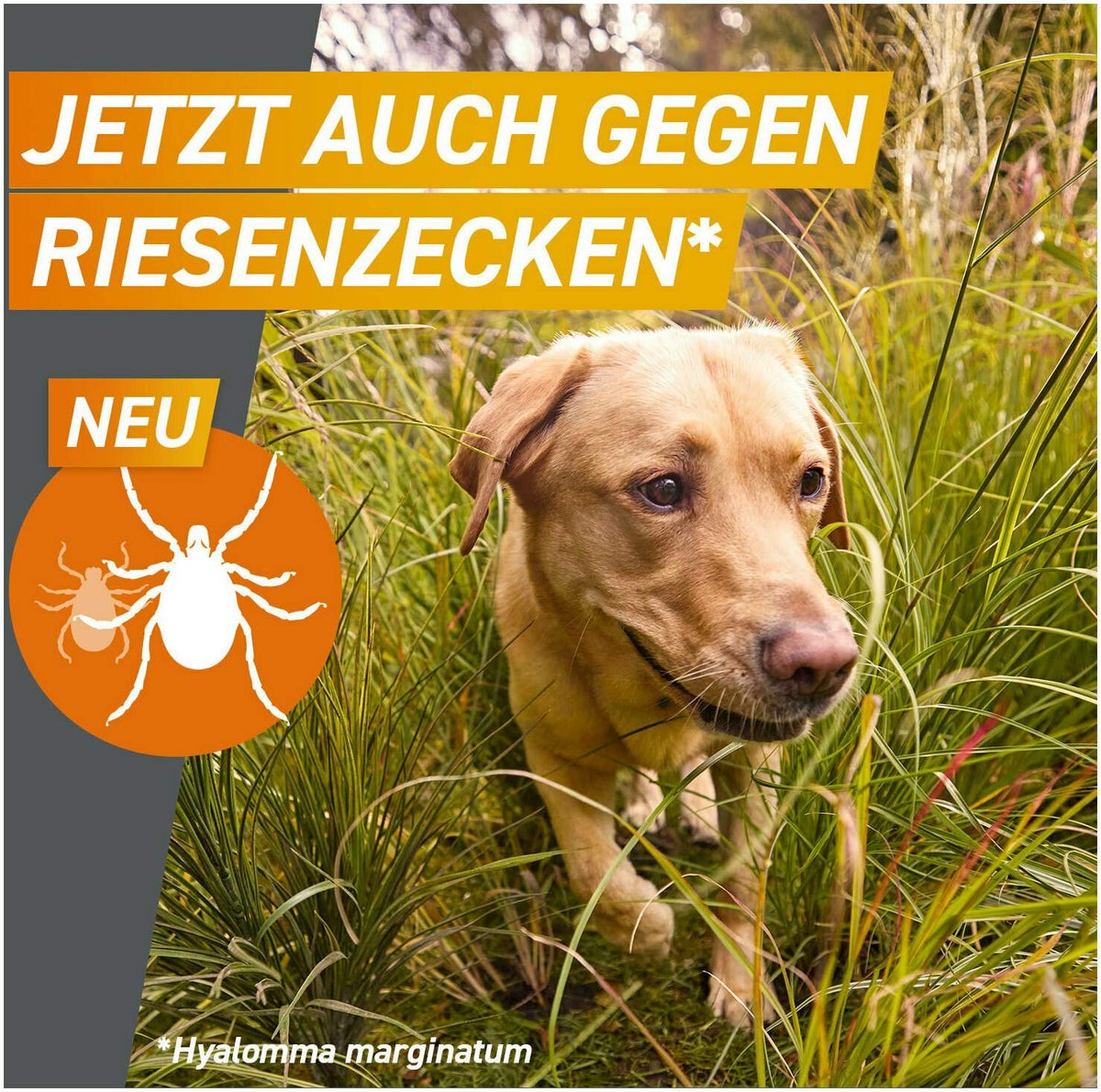 Frontpro 28,3 mg für Hunde 4-10 kg 3 Kautabletten