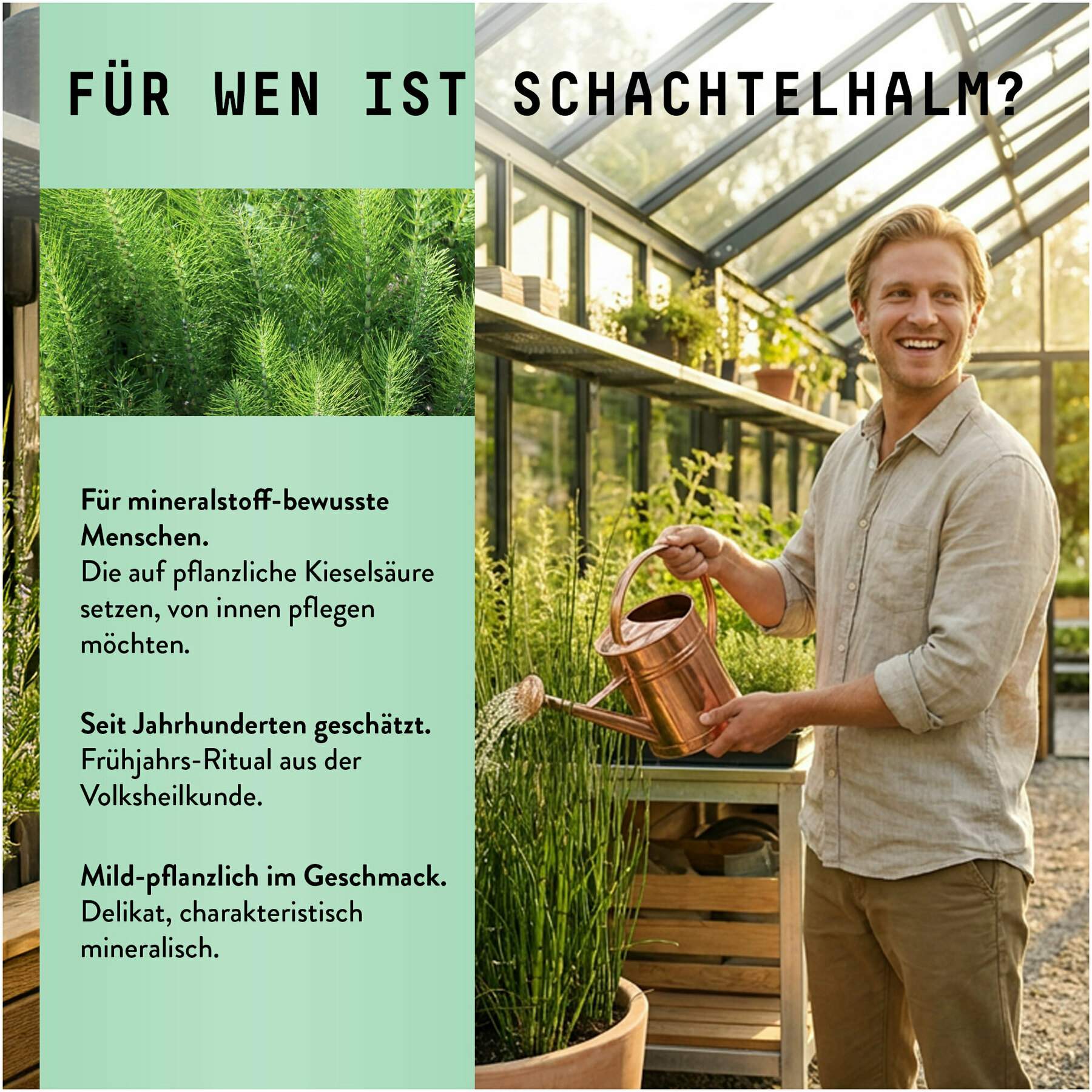 Schachtelhalm Extrakt Kräuter Tropfen alkoholfrei 100 ml