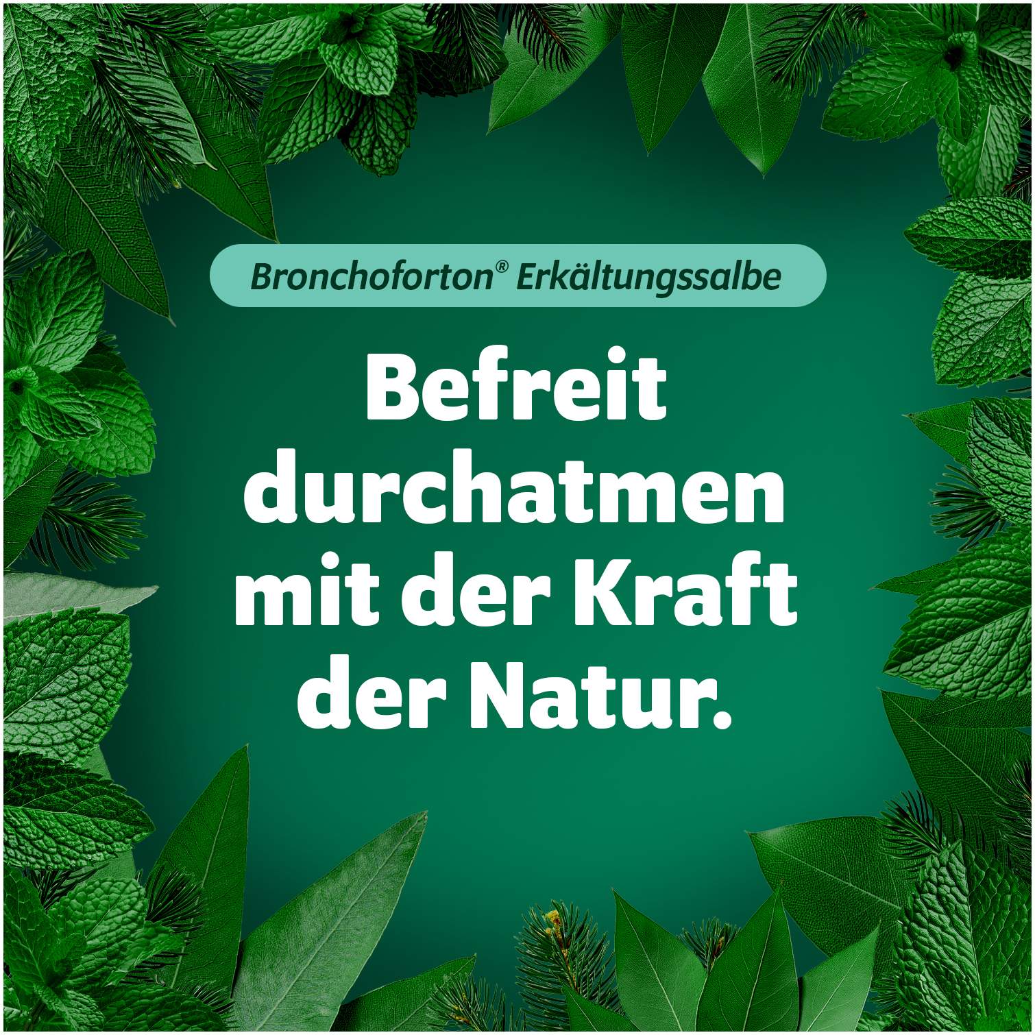 Bronchoforton Salbe 40 g