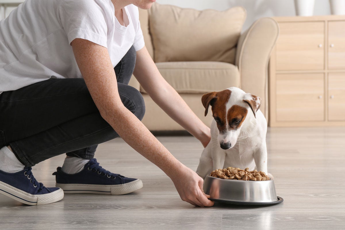 Vitamine für Hunde: Informationen und Tipps