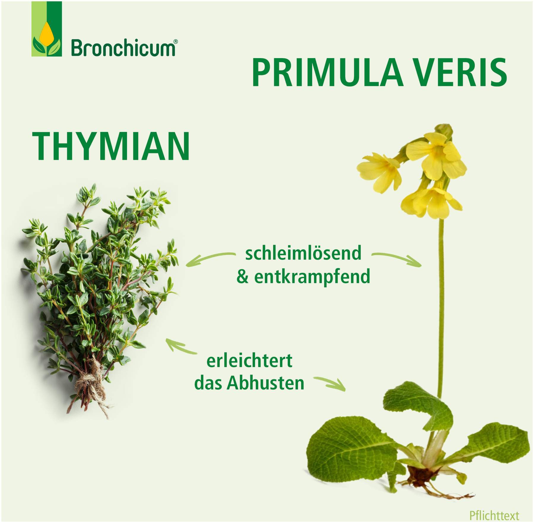 Bronchicum Tropfen 50 ml