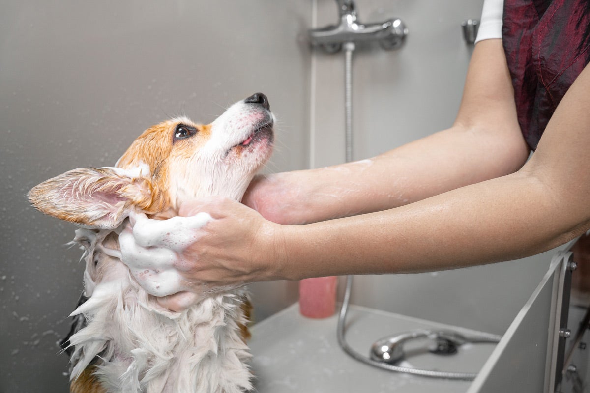 Hund hat Schuppen: Wichtige Tipps und Informationen