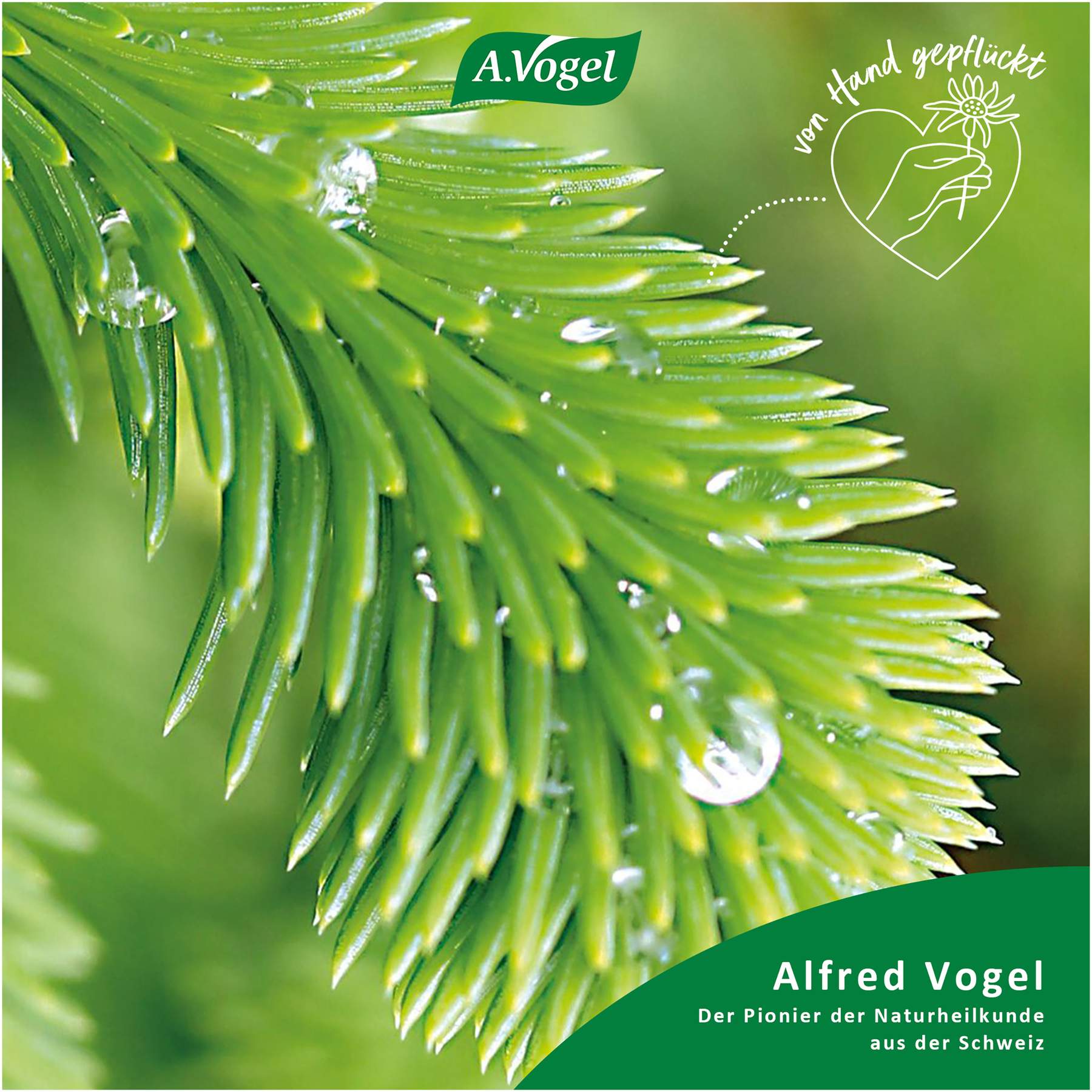 A.Vogel Santasapina ohne Alkohol Rottannen-Sirup 200 ml