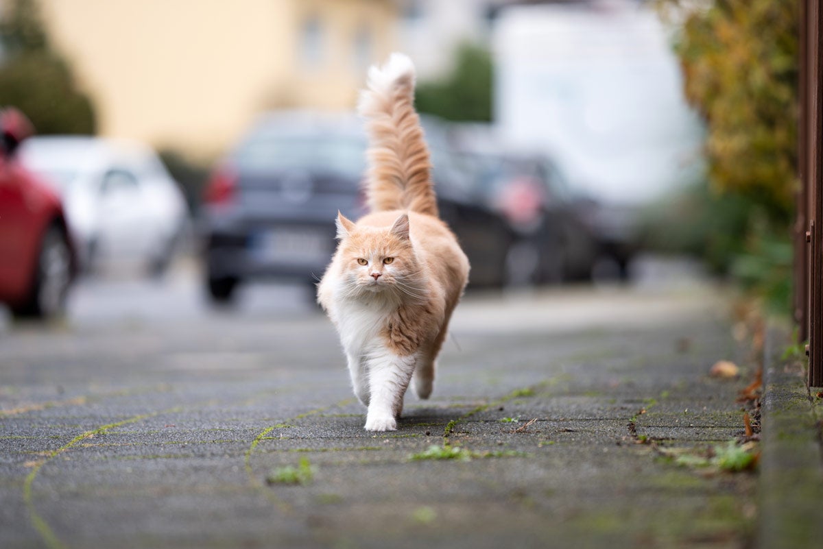 Katzen Freigänger: Was ist zu beachten?