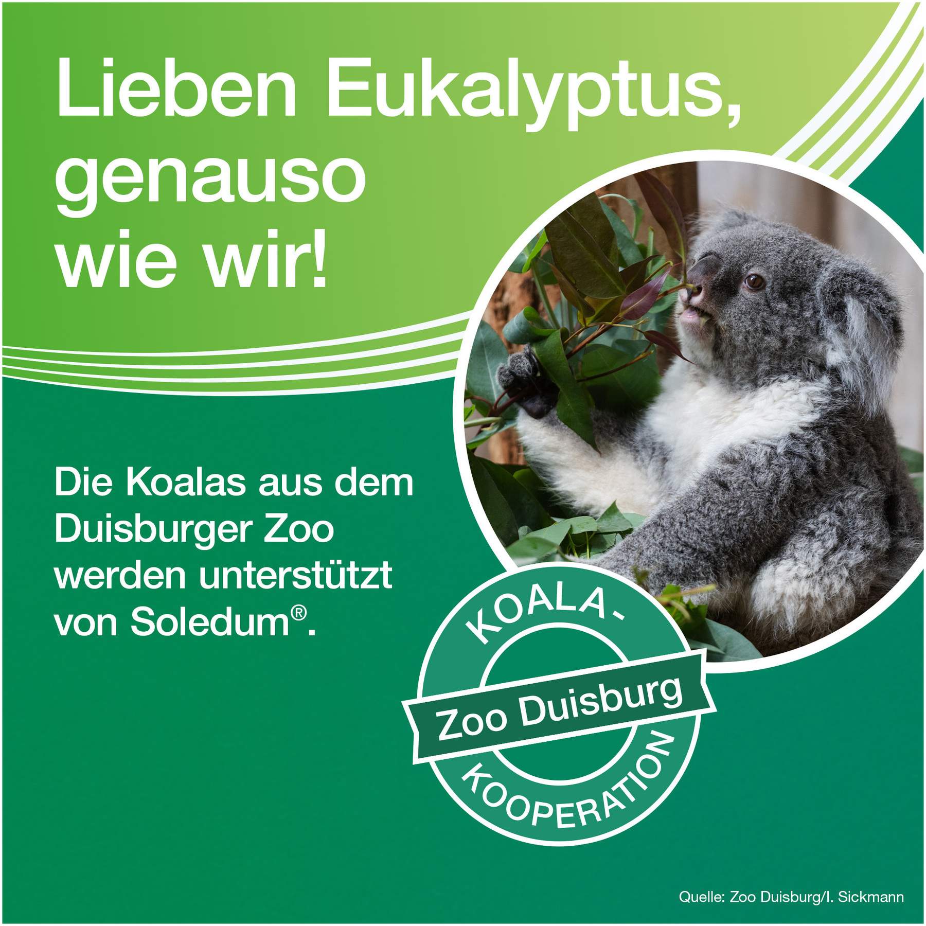 Soledum Balsam flüssig 20 ml