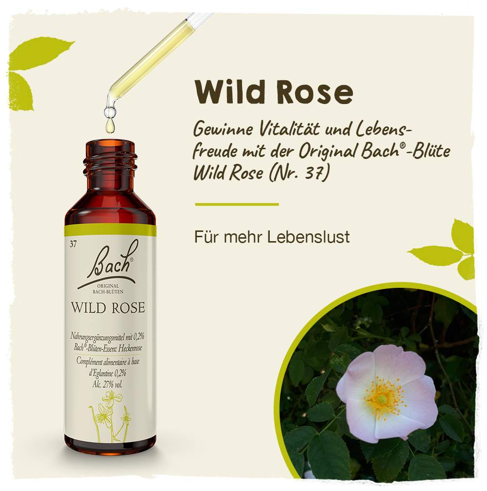 Bachblüten Wild Rose 20 ml Tropfen