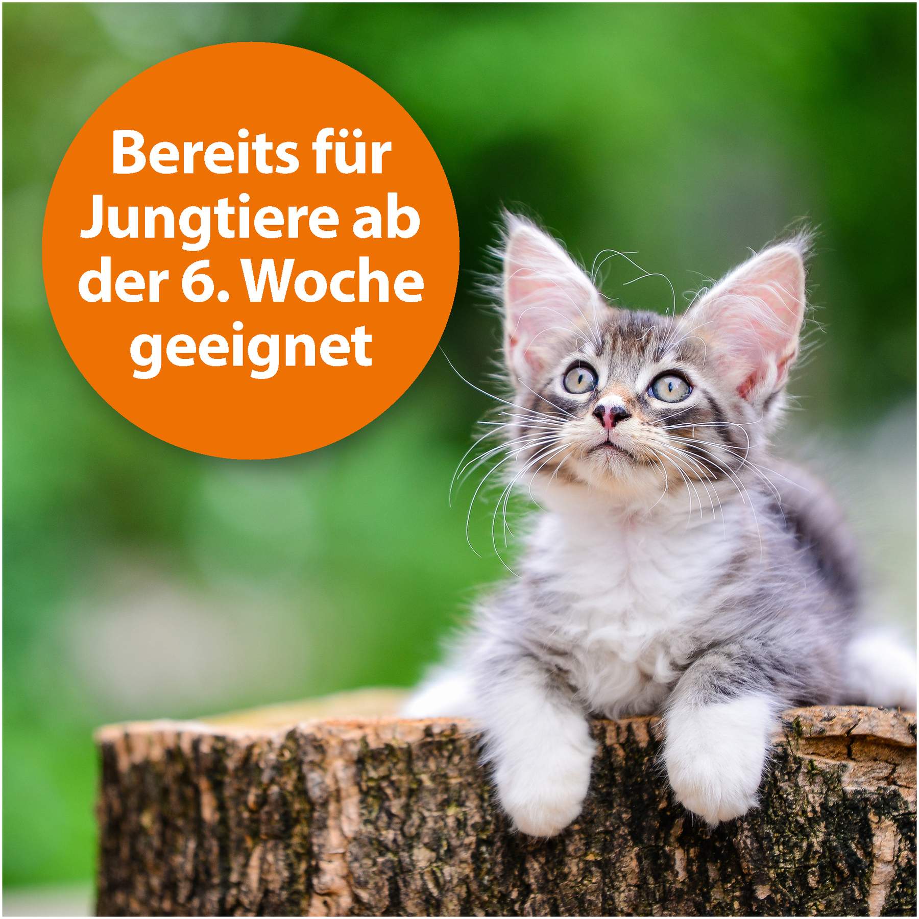 Ardap Zecken-Und Floh-Puder Für Hunde und Katzen 150 G
