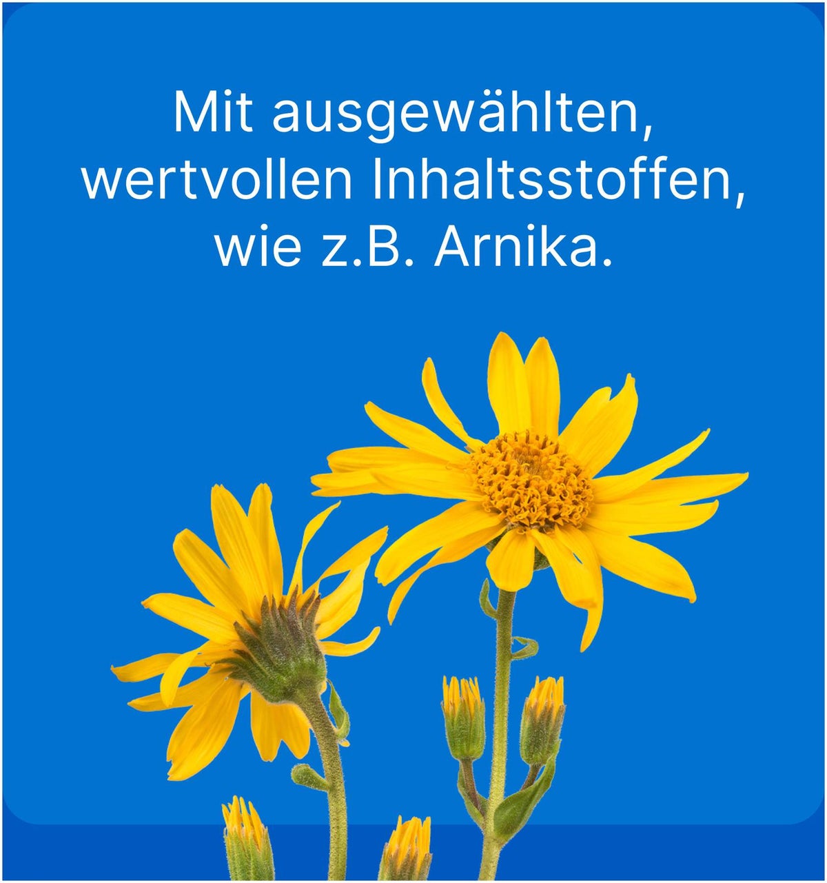 Traumeel Lt vet. 5 X 5 ml Ampullen