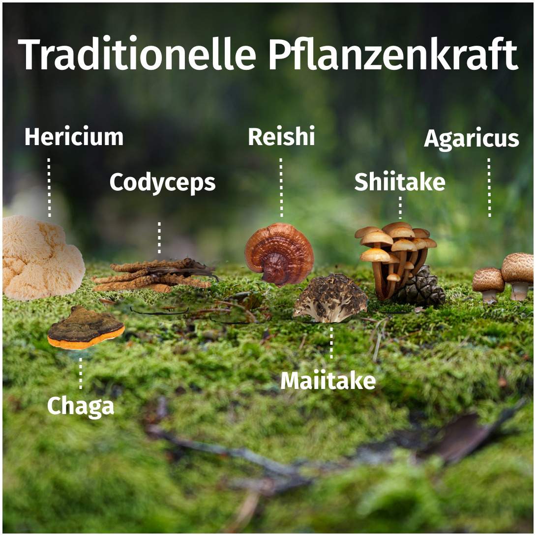 Green Naturals Vital Pilze Cordyceps Reishi Vegan 180 Kapseln