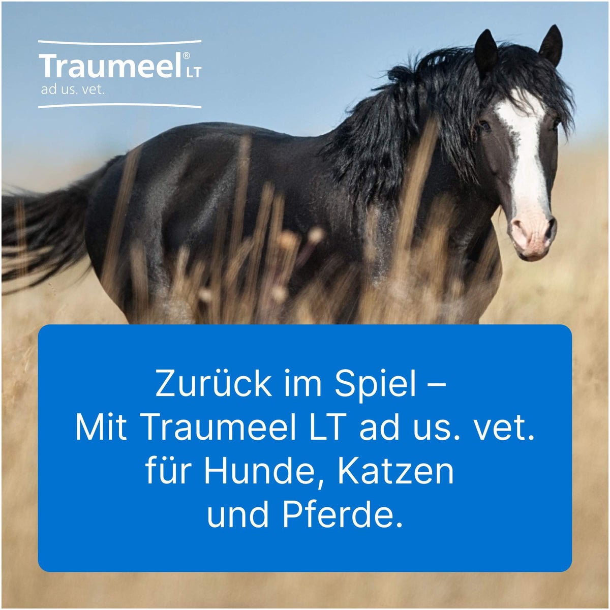 Traumeel Lt vet. 5 X 5 ml Ampullen