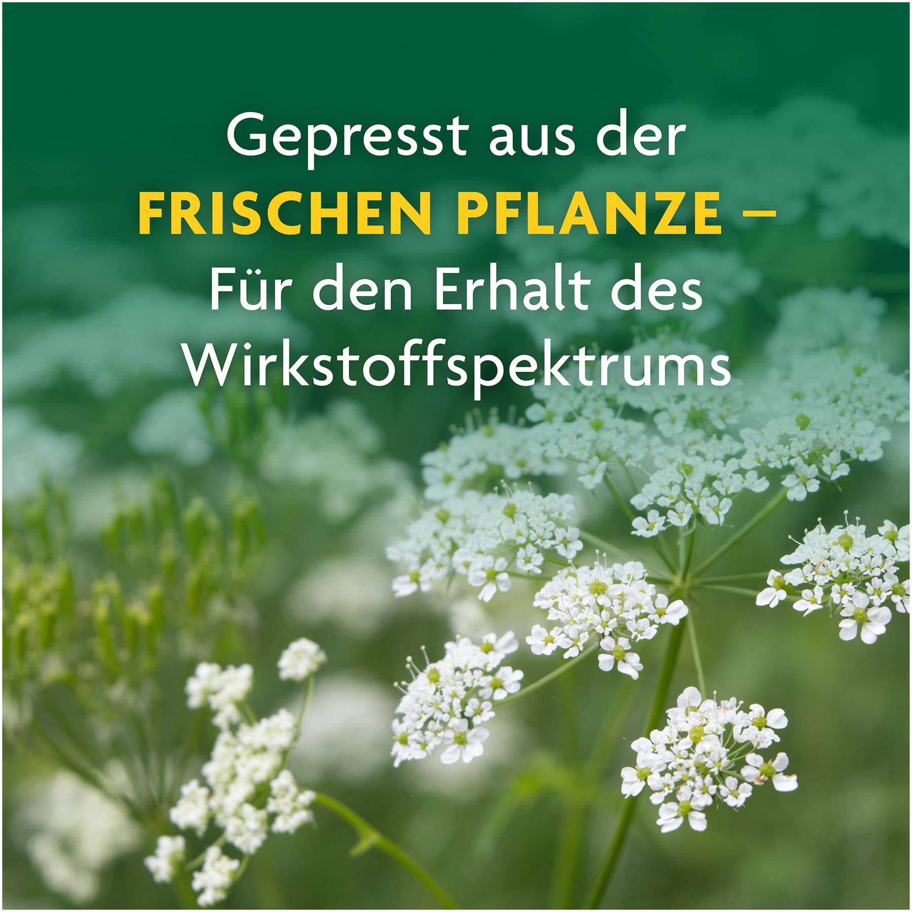 Schafgarben Saft Schoenenberger Heilpflanzensäfte