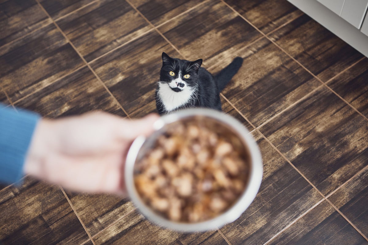 Katzen richtig füttern: Unsere Tipps und Informationen