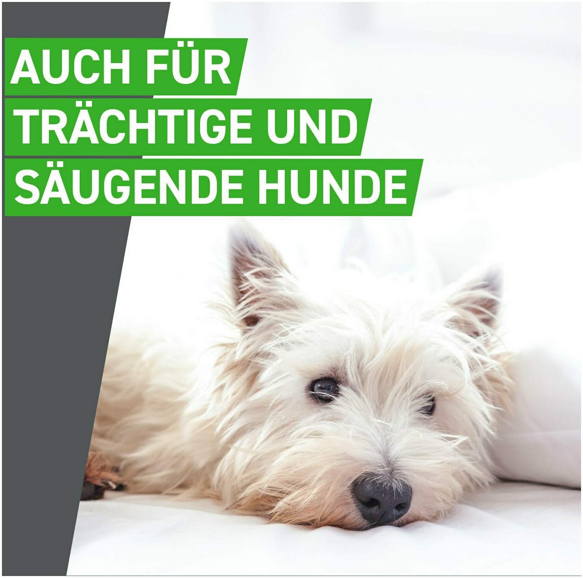 Frontline Combo Spot on Hund S 2-10 kg 3 Pipetten