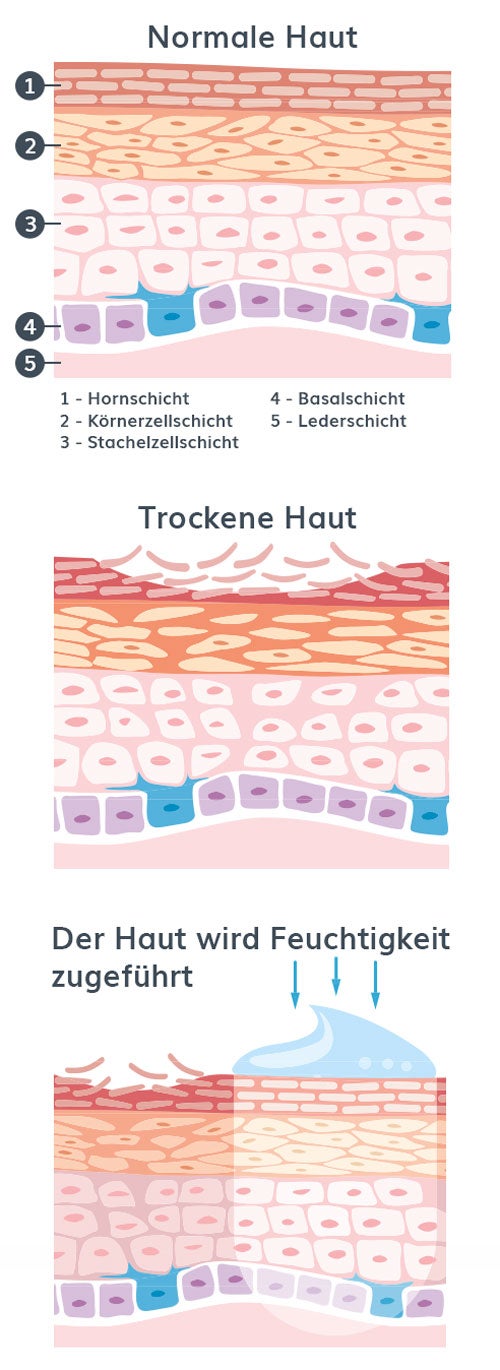 Abbildung der Hautschichten bei trockener und normaler Haut