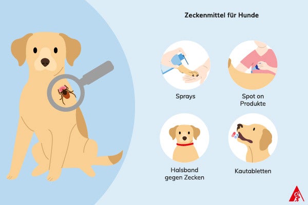 Zeckenmittel für Hunde Eine Illustration über die verschiedenen Zeckenmittel bei Hunden. Dazu gehören Sprays, Spot on-Präparate für den Nacken, Halsbänder sowie Kautabletten.