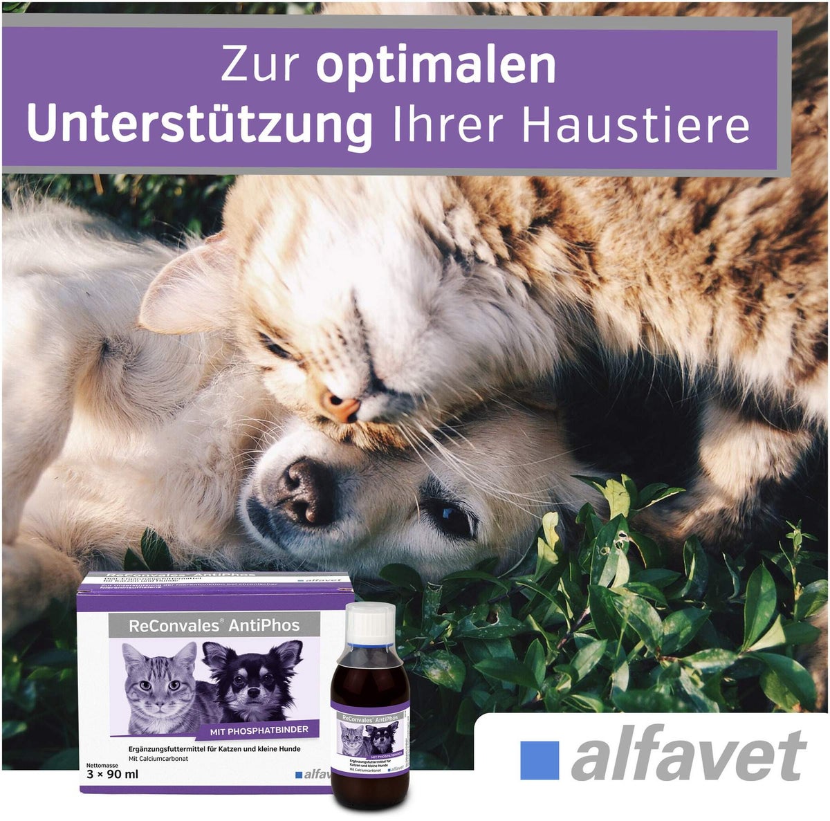 Reconvales AntiPhos 3 x 90 ml Flüssigkeit für kleine Hunde und Katzen