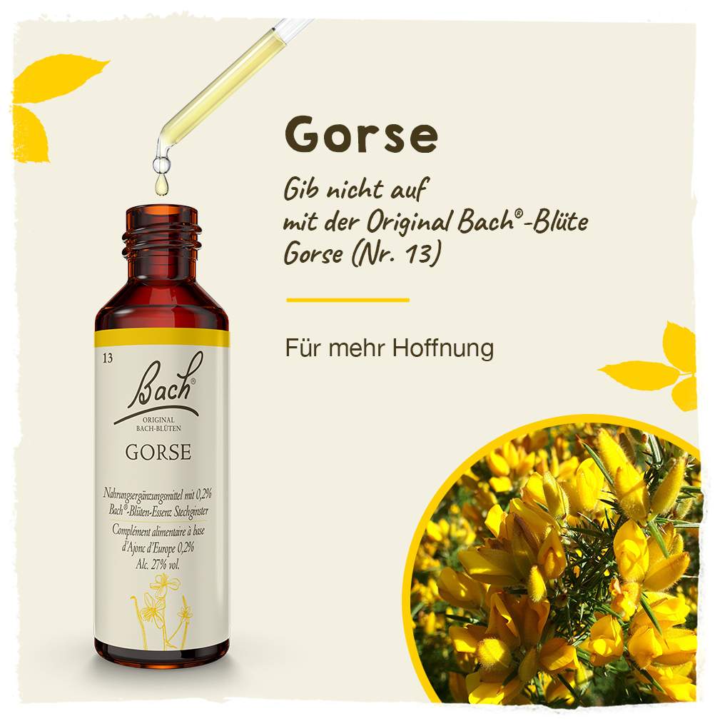 Bachblüten Gorse 20 ml Tropfen