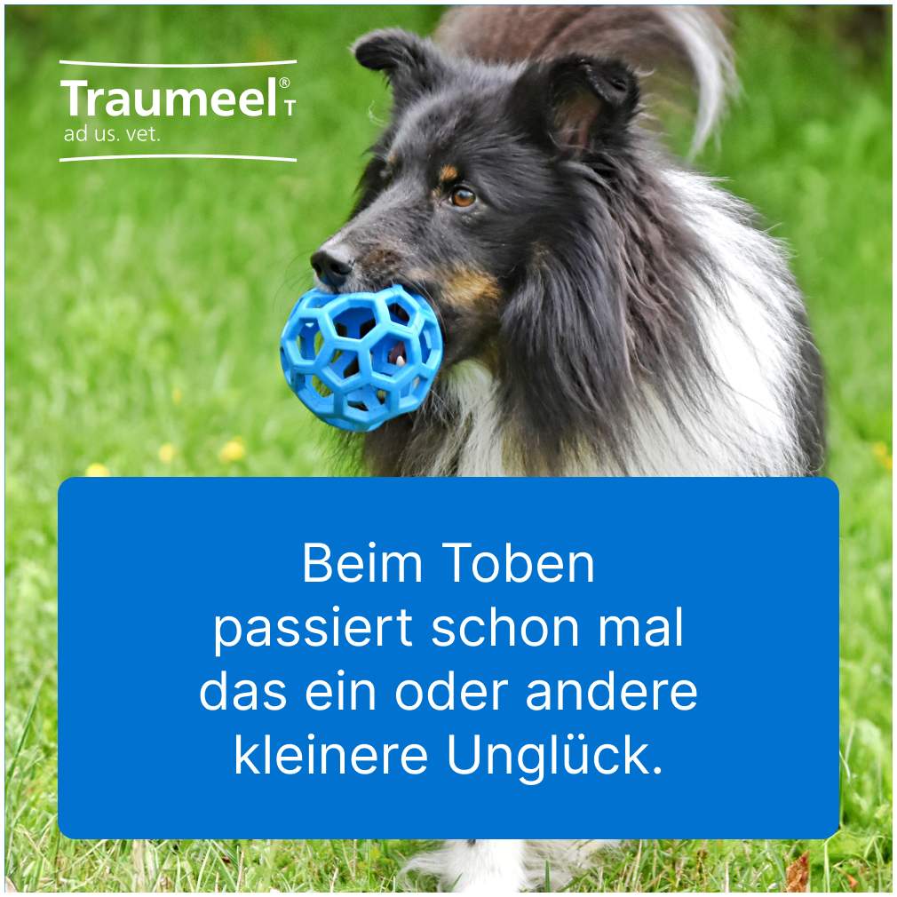 Traumeel T Vet. 100 Tabletten