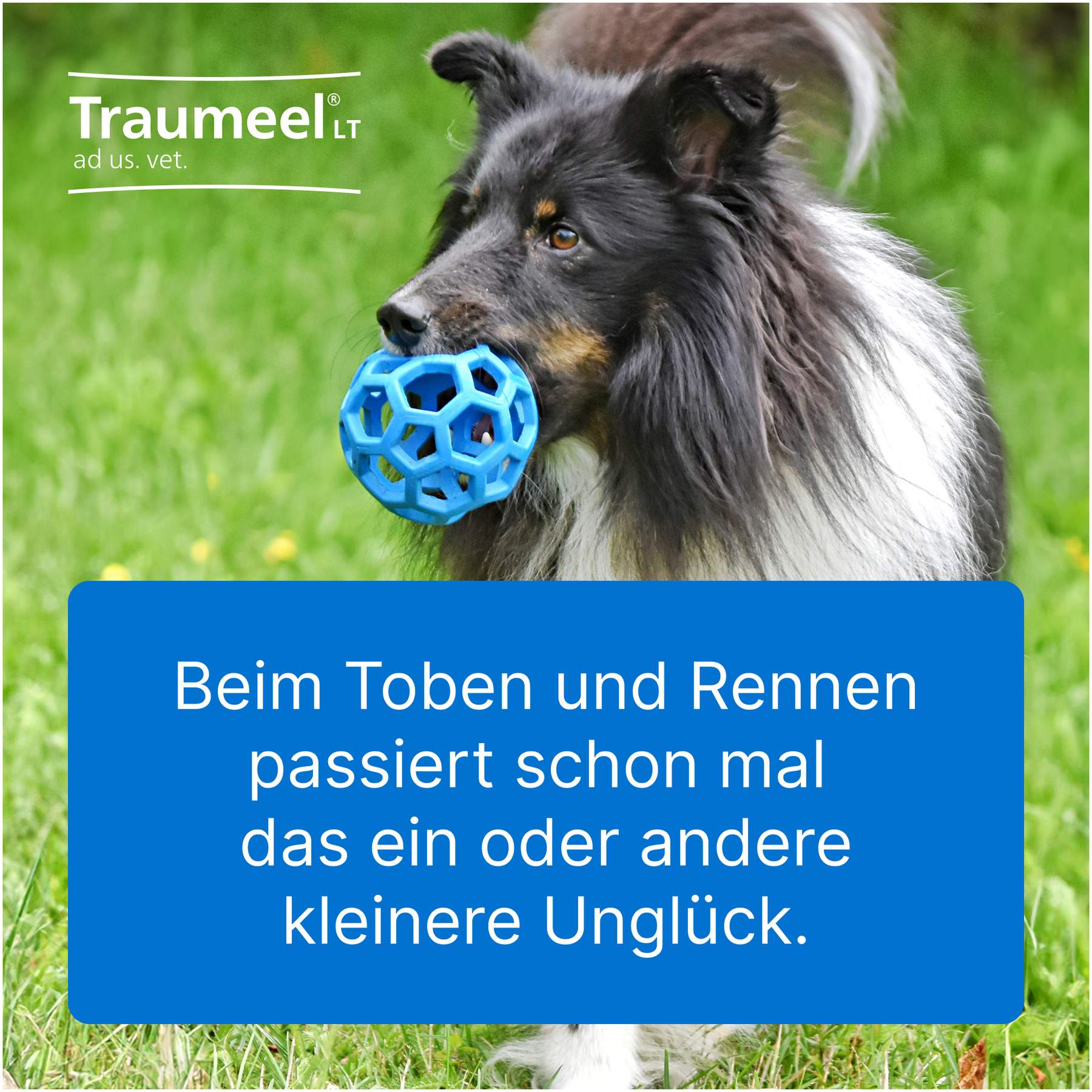 Traumeel LT ad us.vet. 100 x 5 ml Ampullen