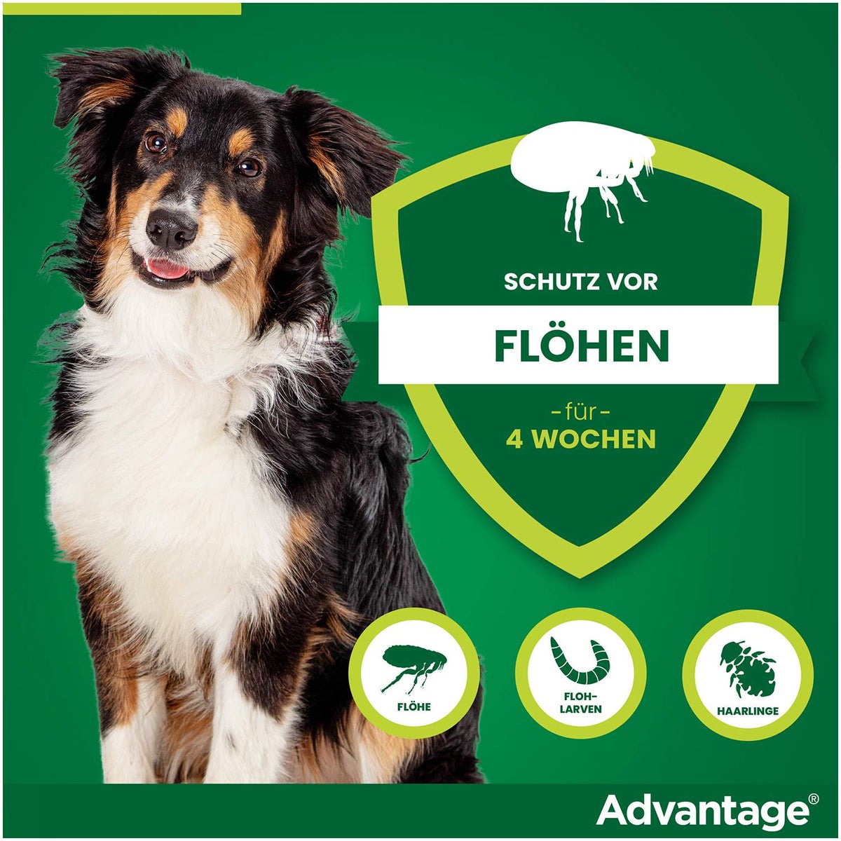 Advantage 250 Lösung für Hunde 10 - 25 kg 4 Einzeldosispipetten