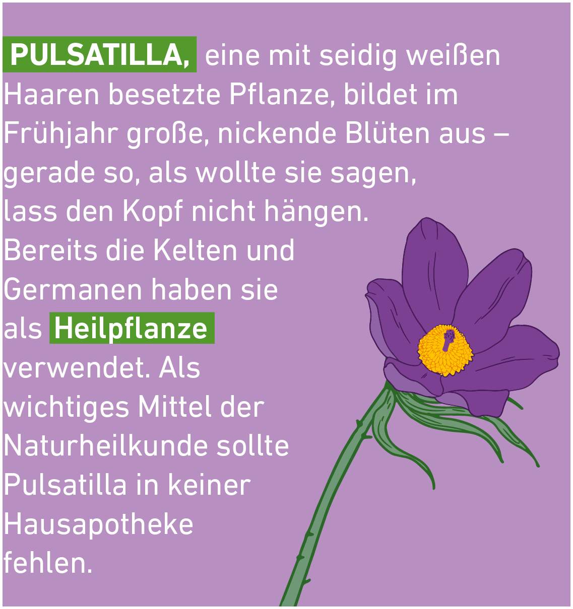 Pulsatilla D6 Globuli Pflüger Globulispender 10 g