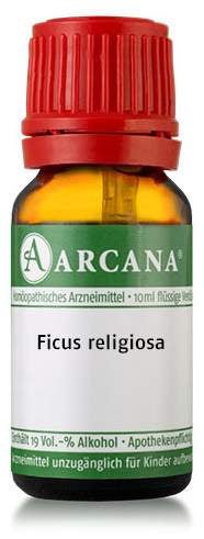 Ficus Religiosa Lm 01 Dilution