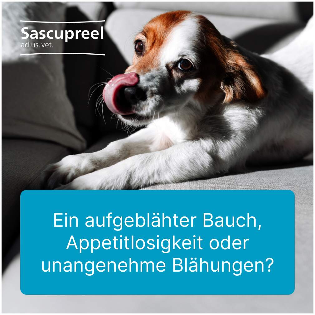 Sascupreel Ad Us.Vet. 100 Tabletten