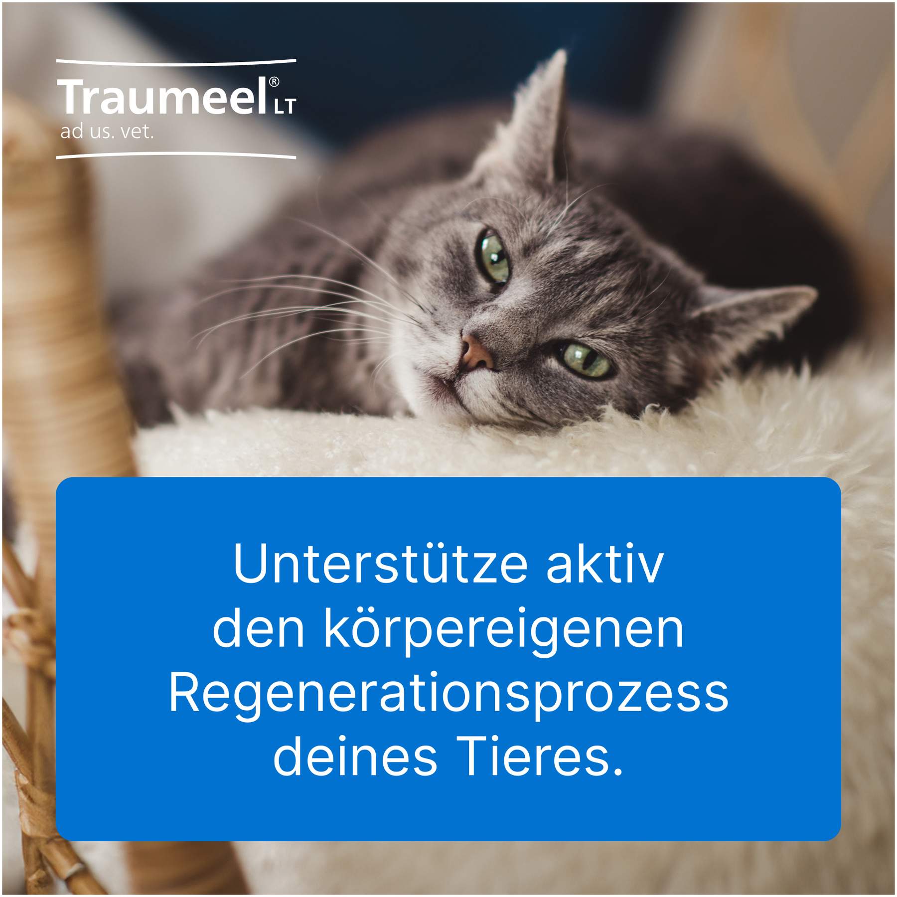 Traumeel LT ad us.vet. 100 x 5 ml Ampullen