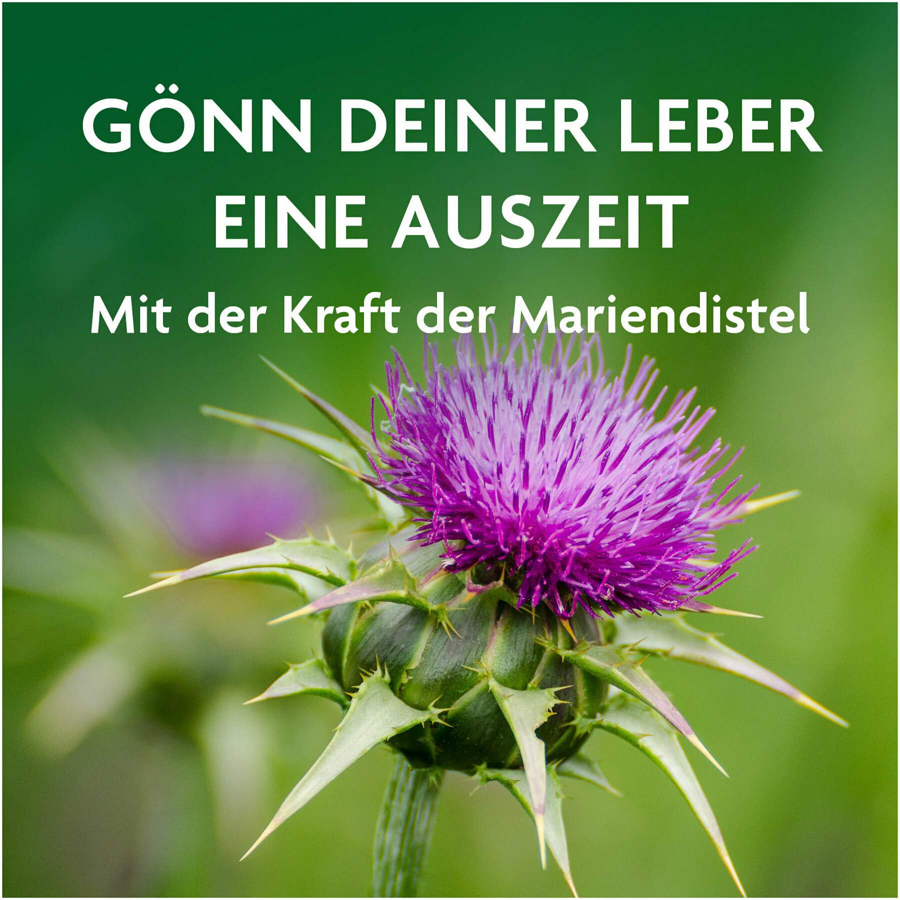 Alepa Mariendistel 250 ml Bio Leber - Tonikum Salus