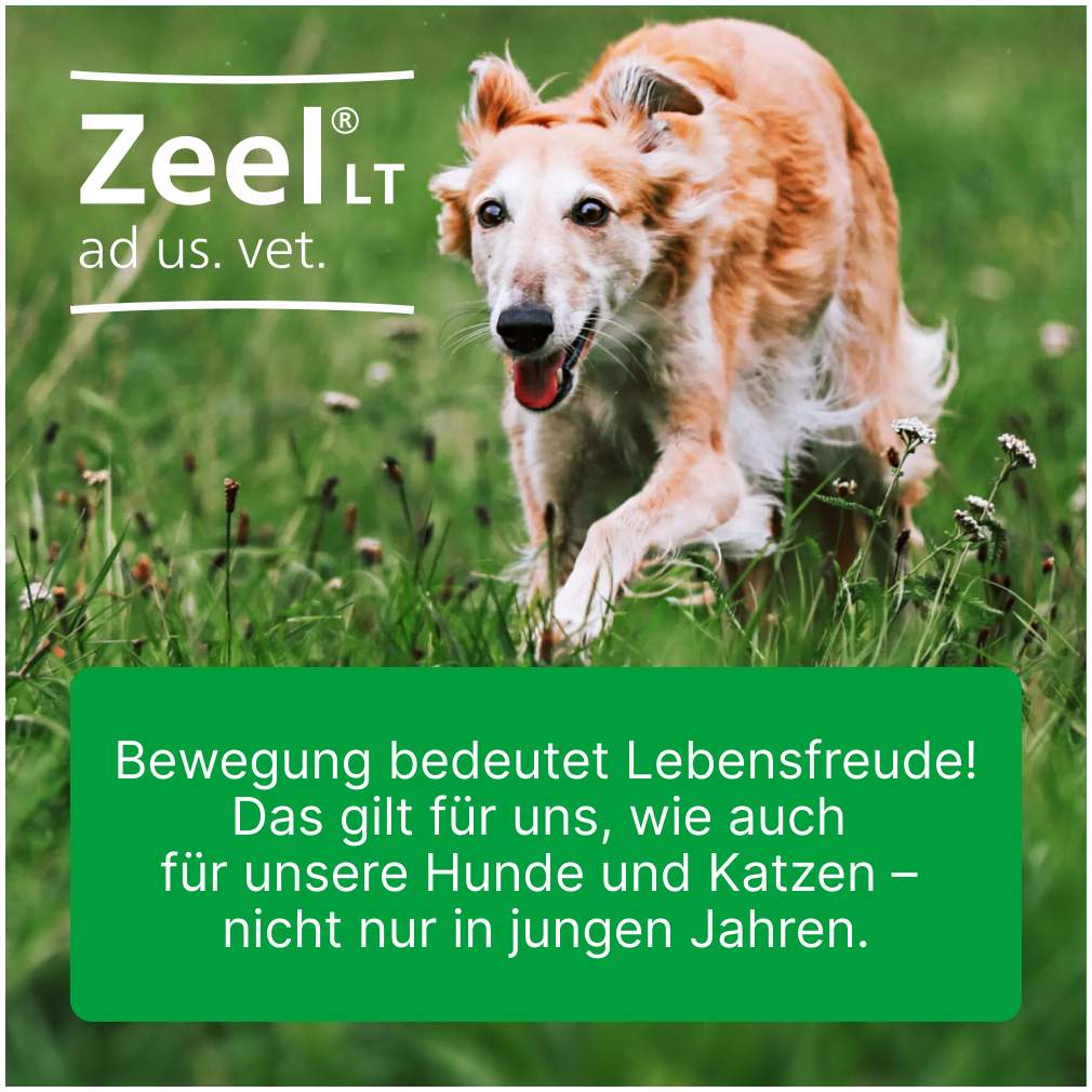 Zeel Lt Ad Us.Vet. 500 Tabletten