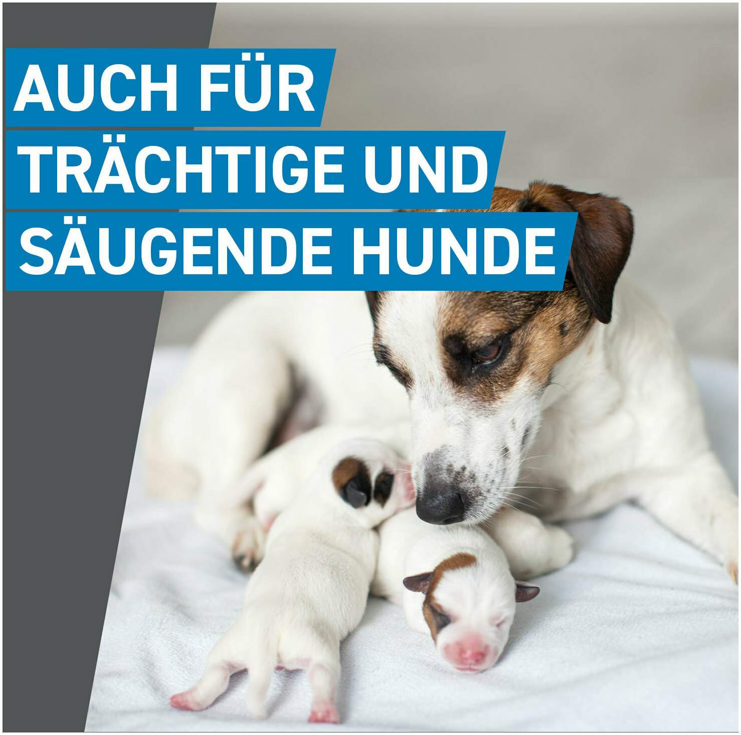 Frontline Spot On Hund M 10-20 kg 3 Pipetten