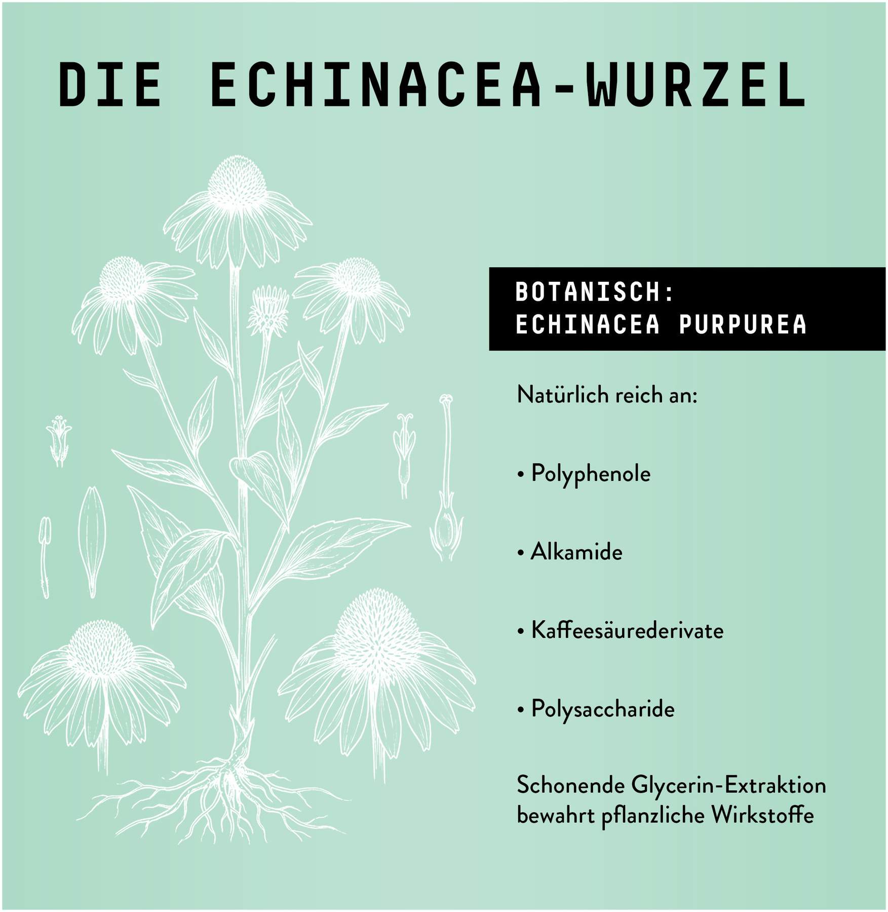 Echinacea Wurzel Extrakt Tropfen alkoholfrei 100 ml