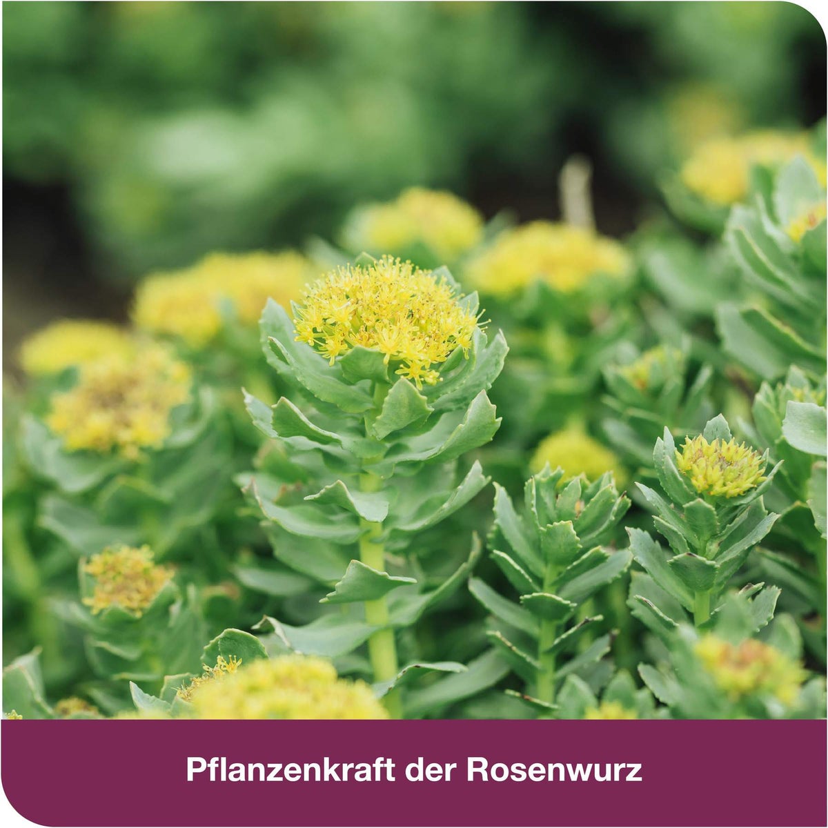 RhodioLoges 200 mg 120 Filmtabletten