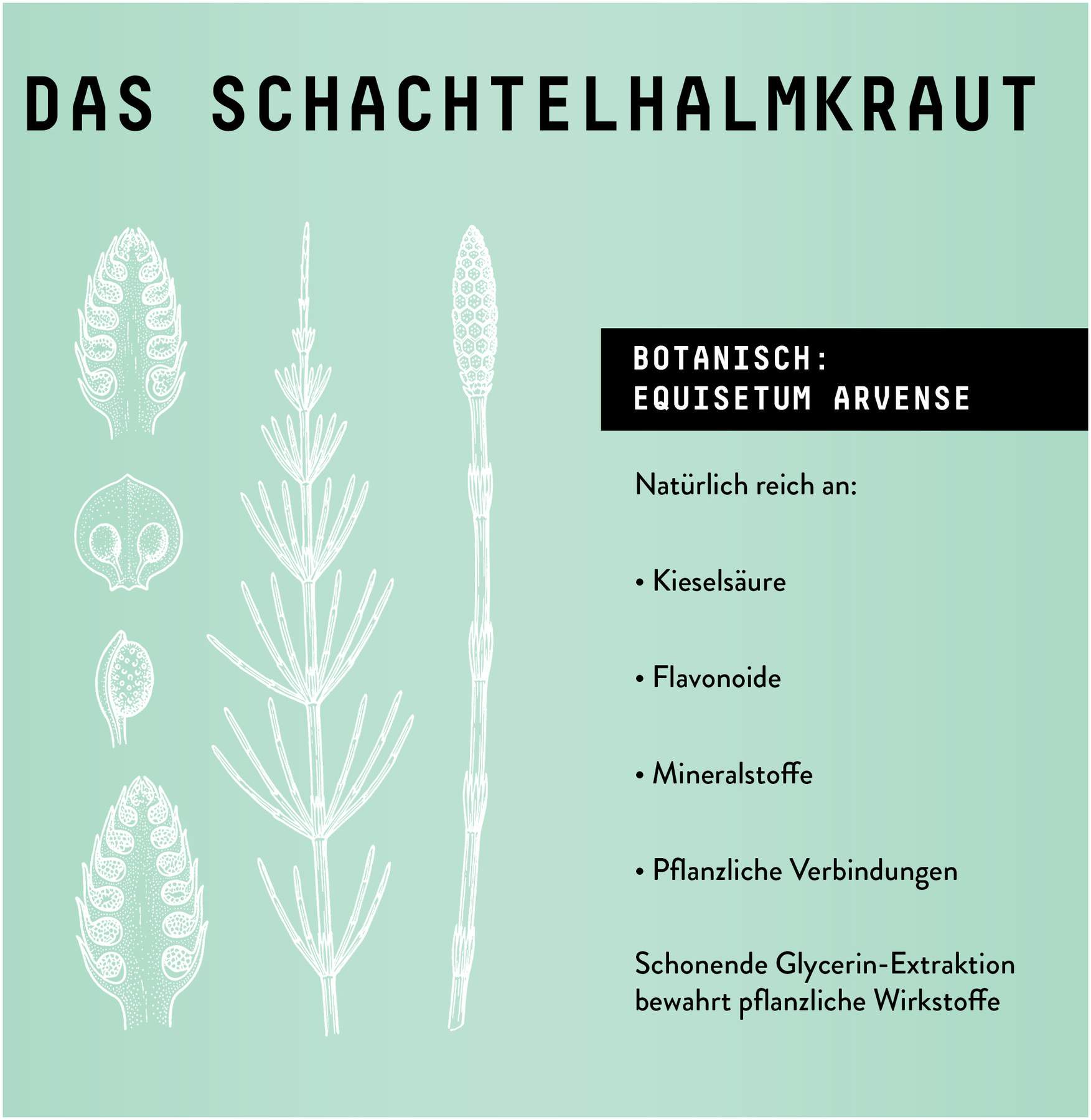Schachtelhalm Extrakt Kräuter Tropfen alkoholfrei 100 ml