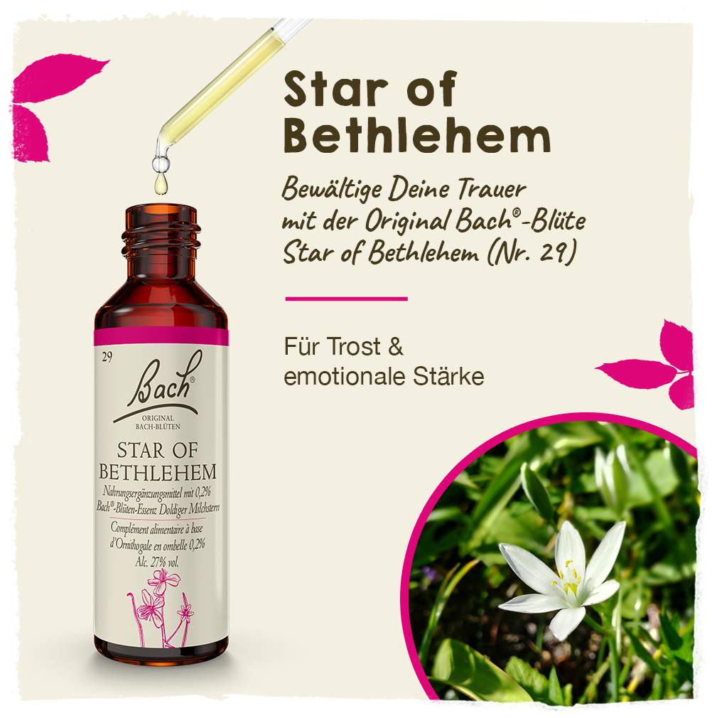 Bachblüten Star Of Bethlehem 20 ml Tropfen