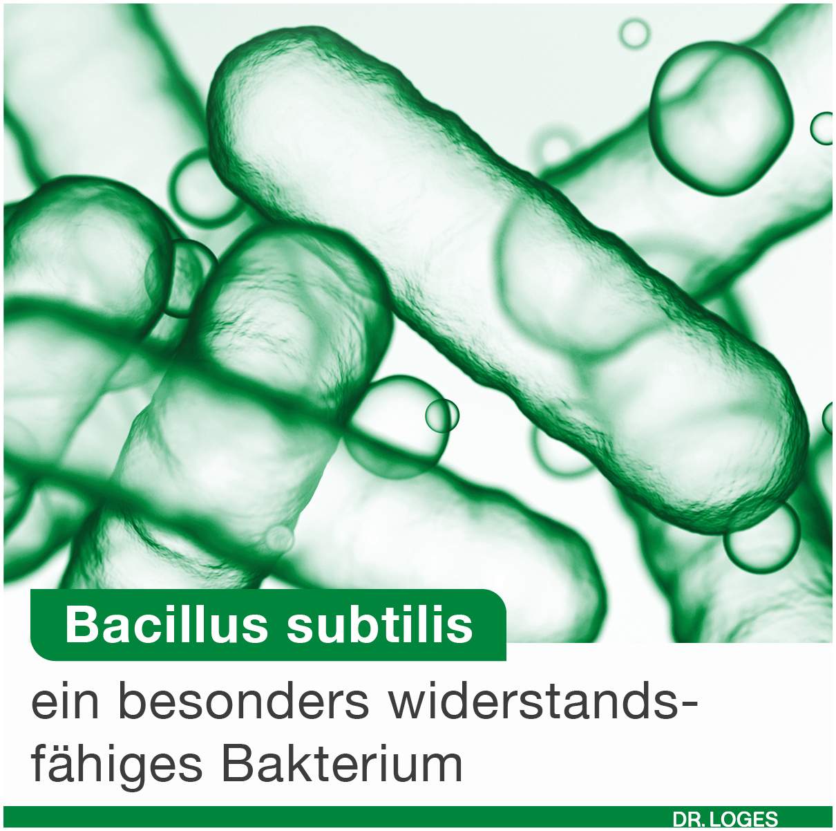 Bioticloges Subtilis 30 Kapseln