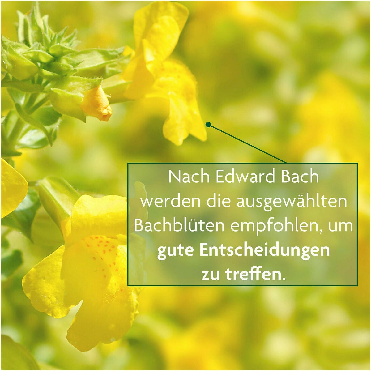 Bachblütentee Klarheit & Zentrierung 15 Filterbeutel