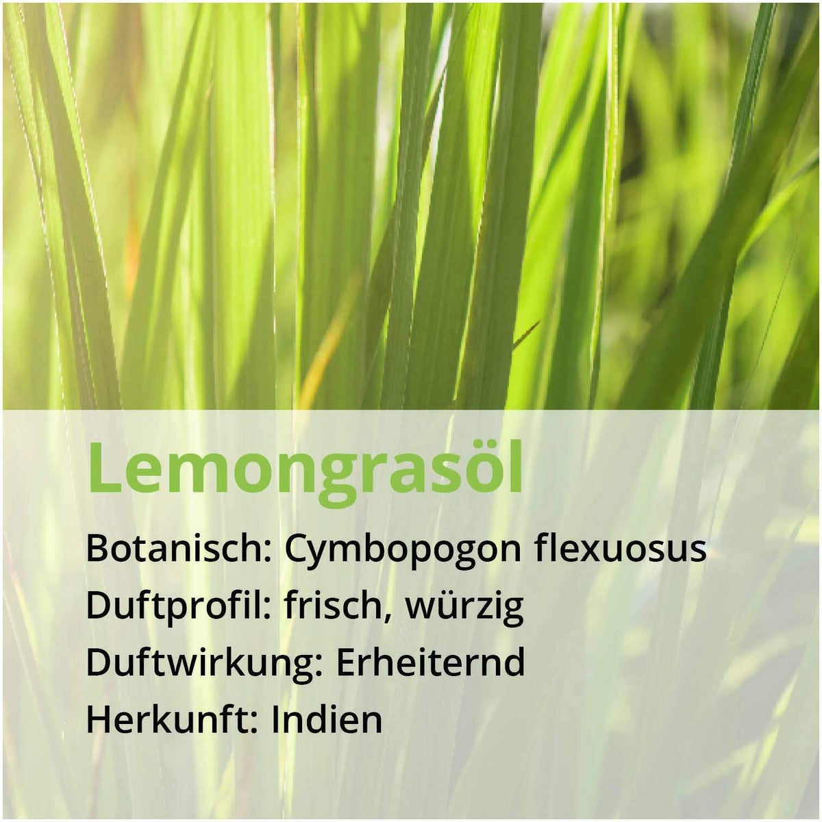 Zitronengras Lemongras Öl Naturrein Ätherisch 10 ml
