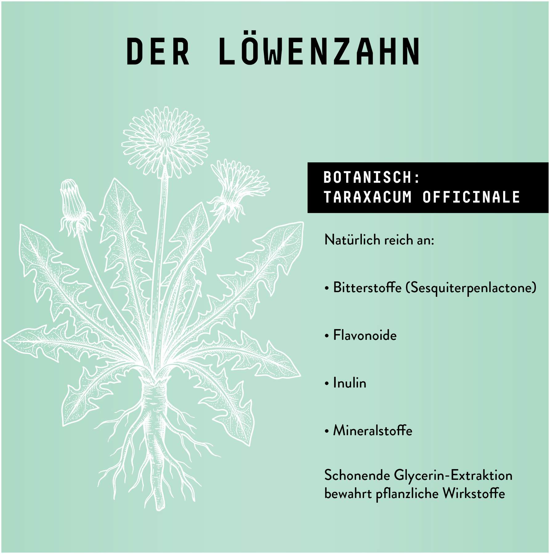 Löwenzahnwurzel Extrakt Kräuter Tropfen alkoholfrei 100 ml